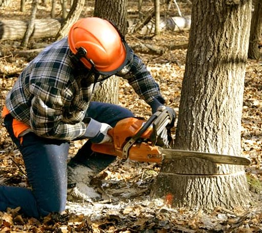 Tree Removal in Schuyler Falls, NY
